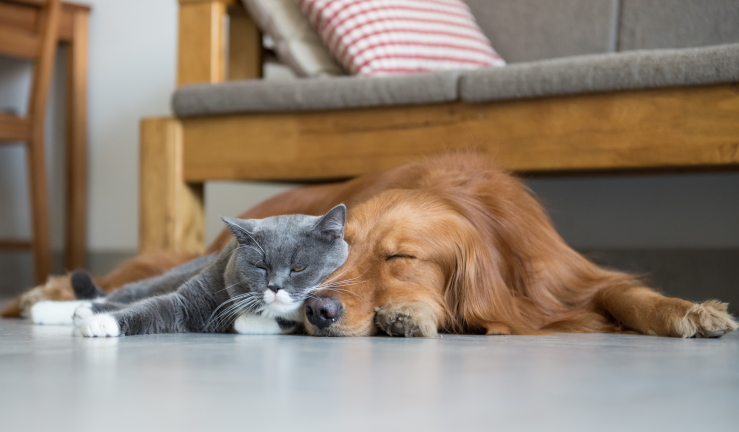 Samenwerking PetCards