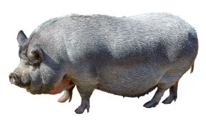 Varken