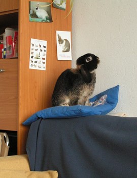 Konijn op rugleuning bank