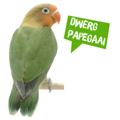 Spreekbeurt dwergpapegaai