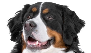 Berner Sennenhond
