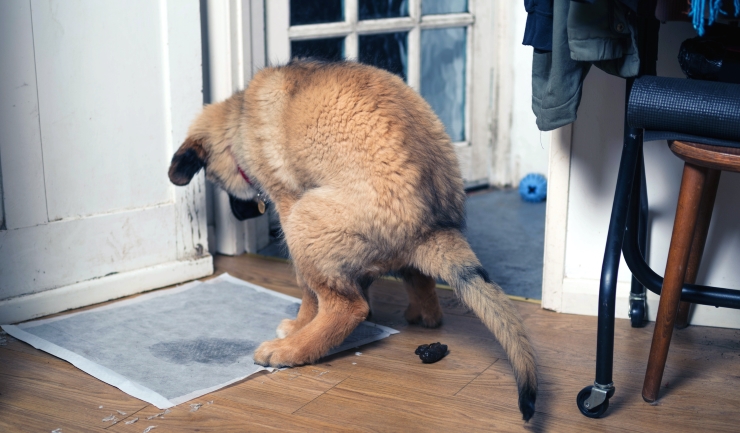 Onzindelijkheid bij de hond
