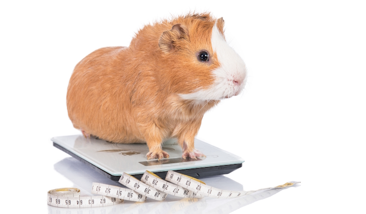 Nieuw: Maat-o-meters voor konijn en cavia