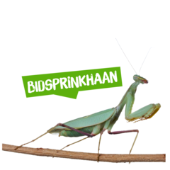 Spreekbeurt bidsprinkhaan