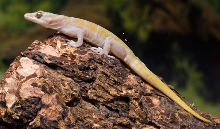 Gouden gekko