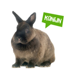 Spreekbeurt konijn