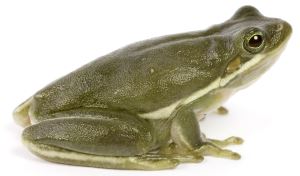 Groene boomkikker