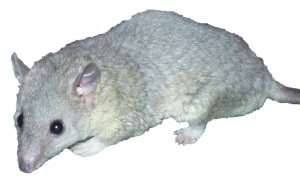 Kortstaartopossum