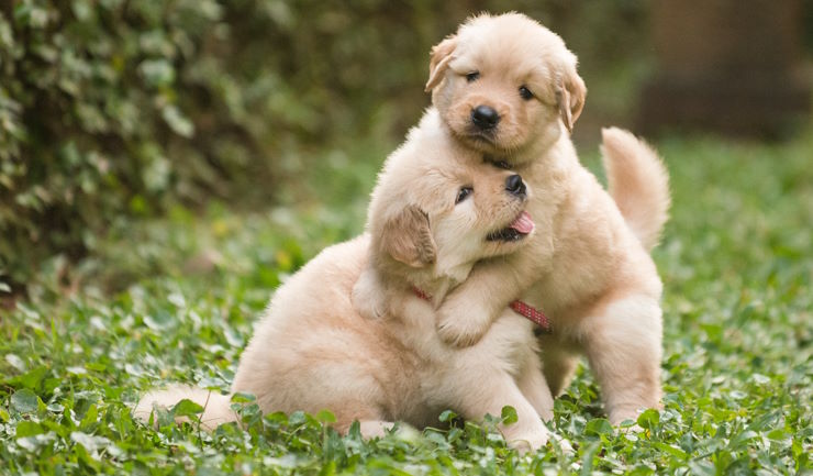 Hoe koopt u een pup bij een betrouwbaar adres?