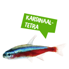 Spreekbeurt kardinaaltetra