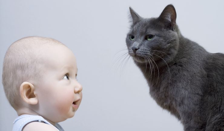 Uw kat voorbereiden op de komst van een baby