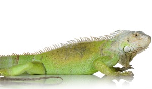 Groene leguaan