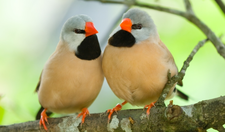 Prachtvinken (vogelgroep)