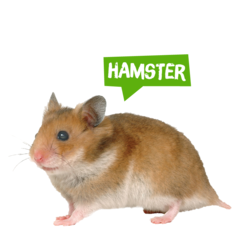 Spreekbeurt hamster