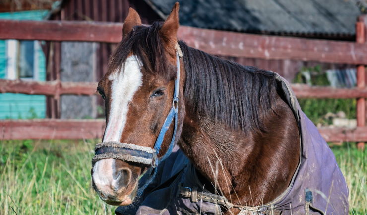 Pijn herkennen bij paarden