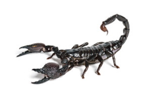Schorpioen