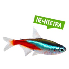 Spreekbeurt neontetra
