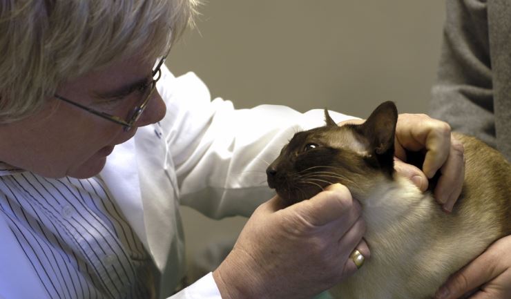 Chlamydophila infectie bij de kat