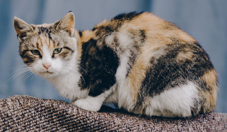 Pijn herkennen bij katten