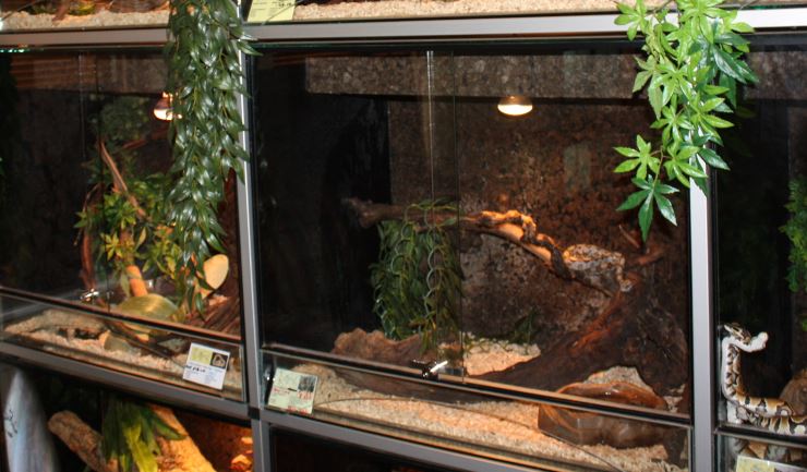 De aanschaf van een reptiel of amfibie