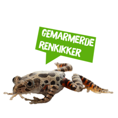 Spreekbeurt gemarmerde renkikker