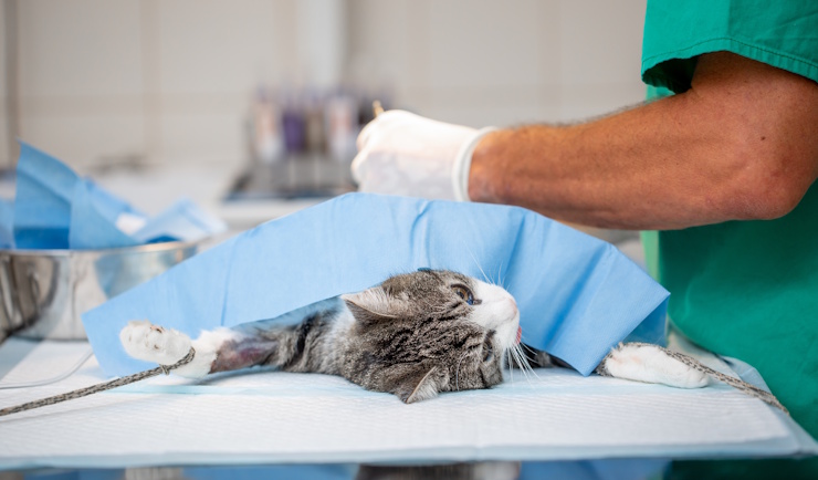 Castratie van uw kat
