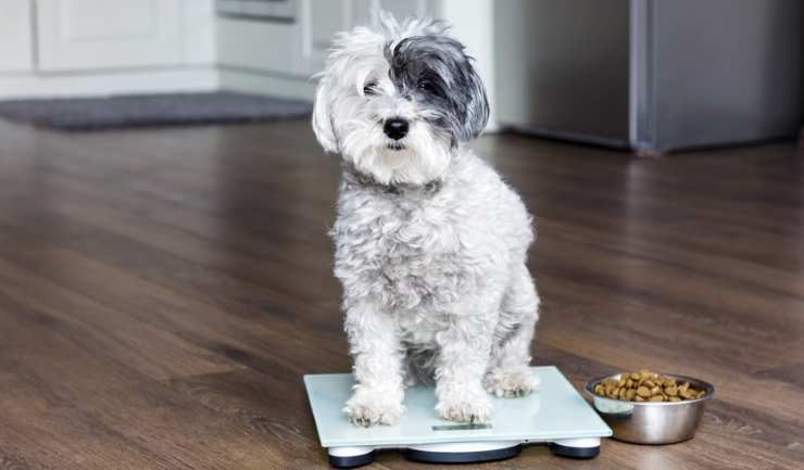 Voeding van uw hond - Normen en hoeveelheid