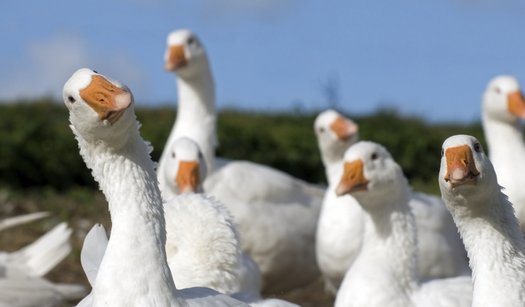Gans
