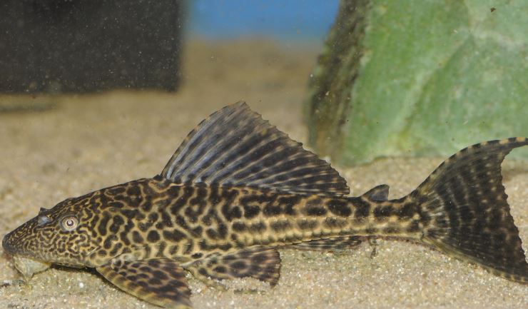 Pleco algeneter