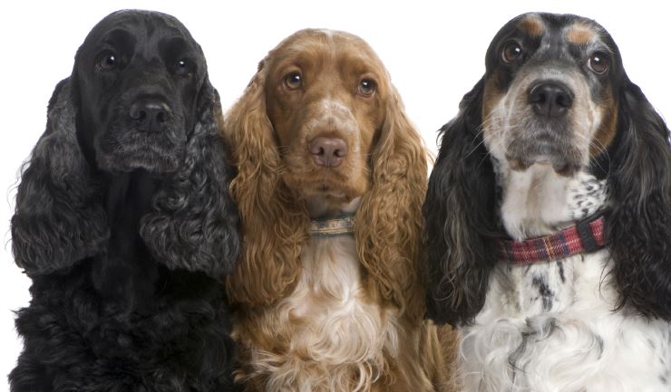 Engelse Cocker Spaniel