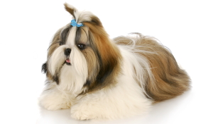 Shih Tzu