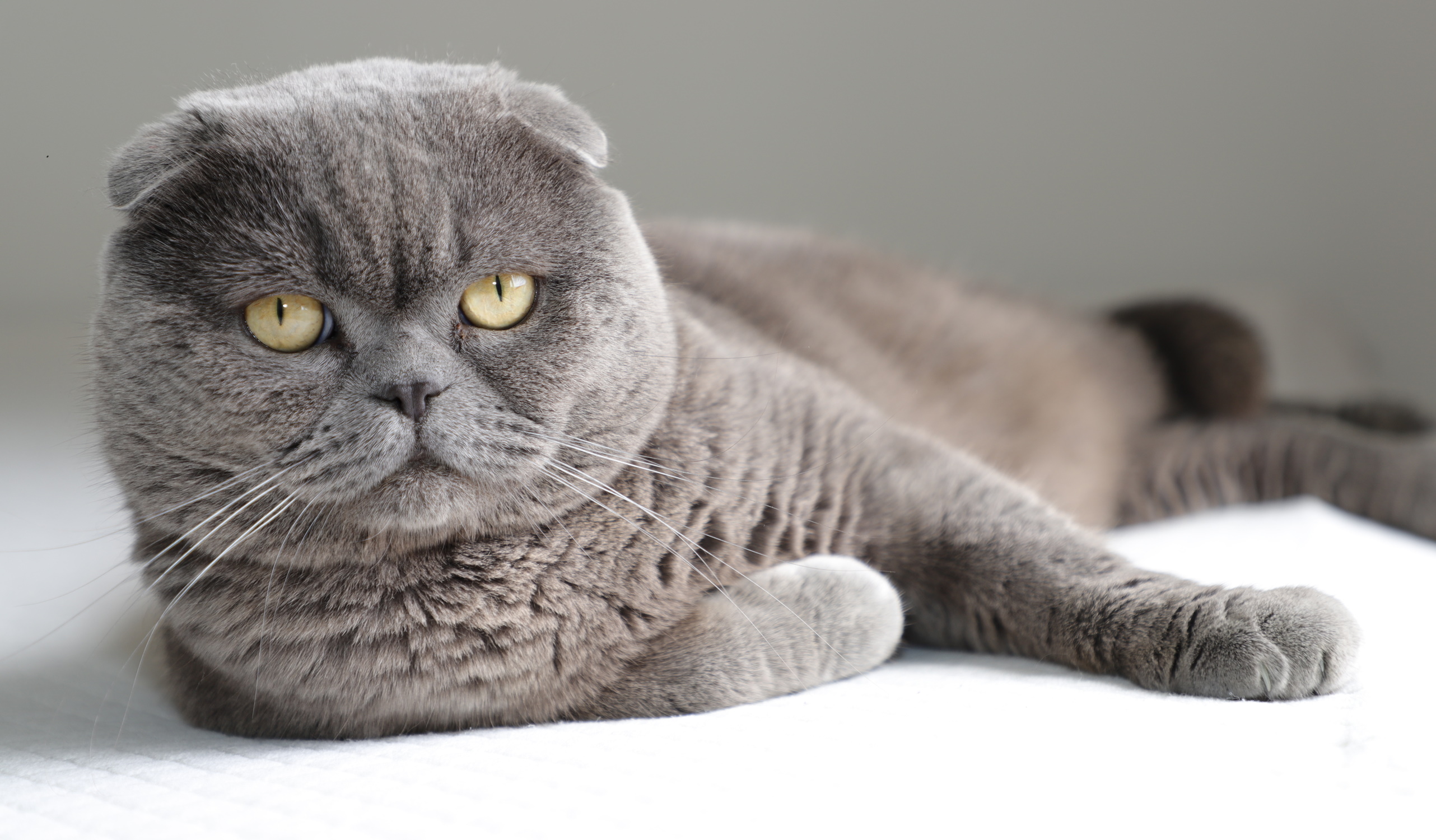 Fokken van katten met extreme kenmerken