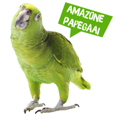 Spreekbeurt amazonepapegaai