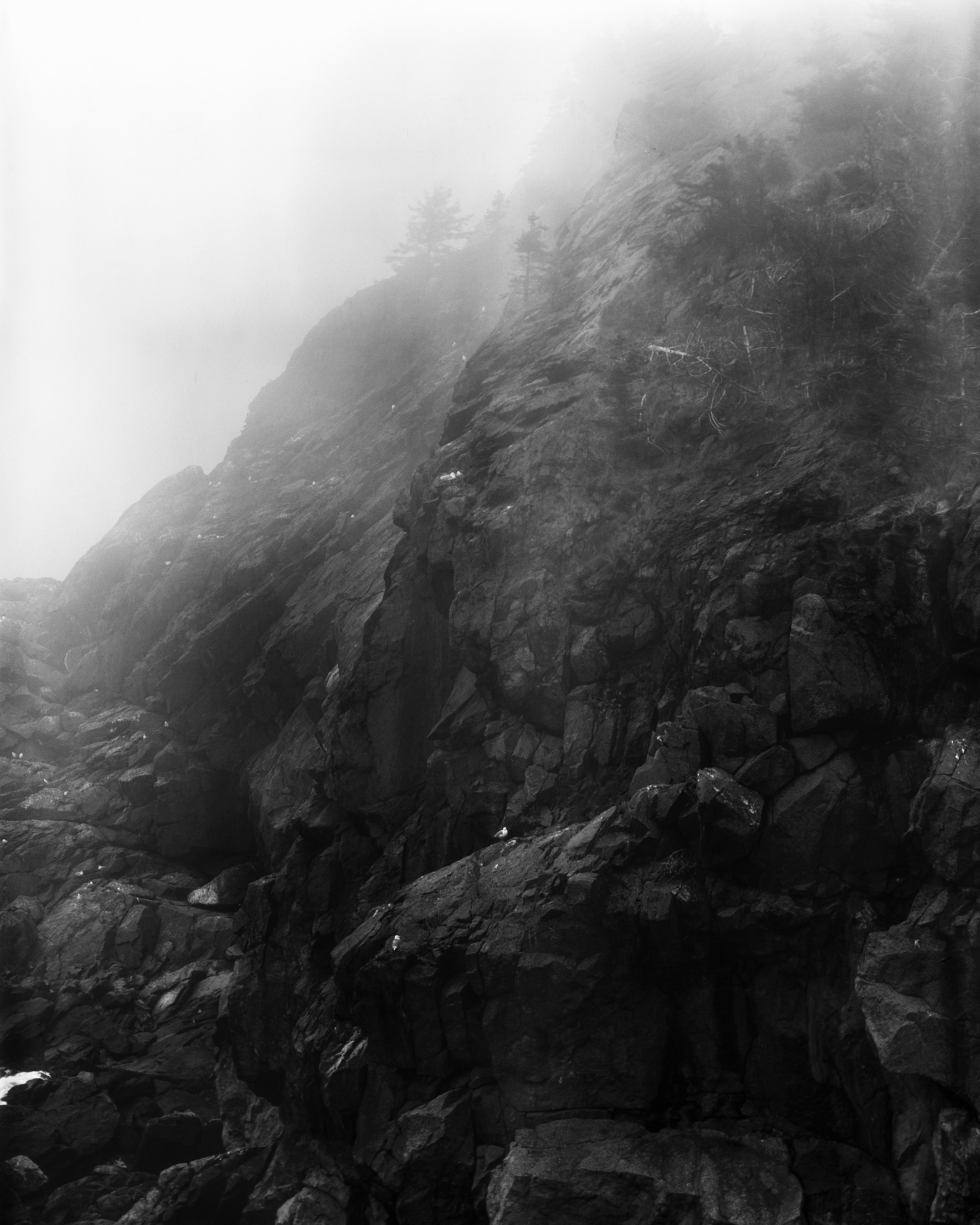 Gull on a Rock in Fog