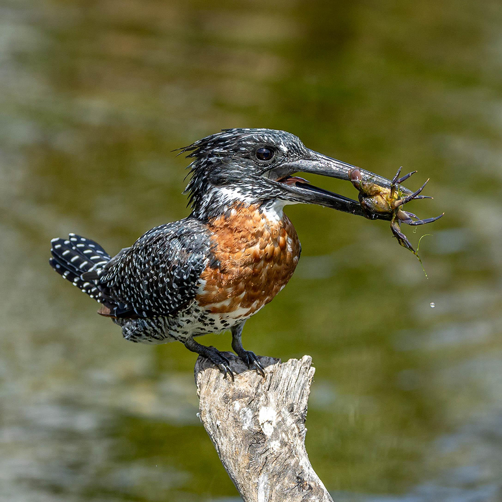 Giant Kingfisher with Crab