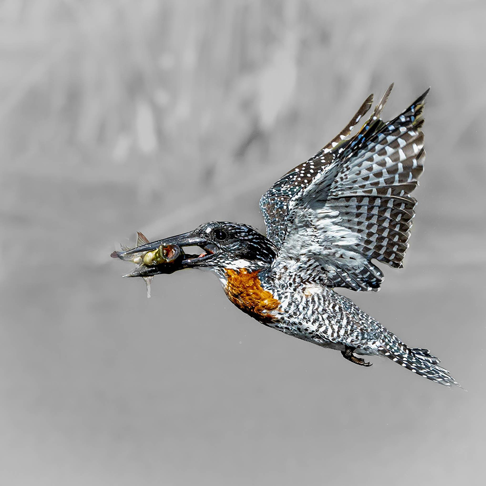 Flying Kingfisher