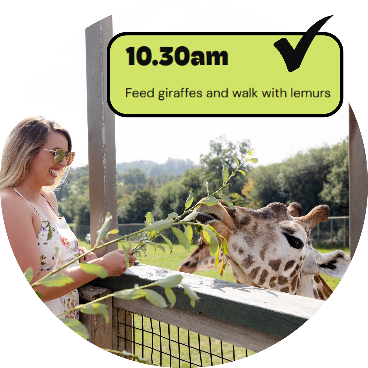 A woman feeds a giraffe leaves from a branch on the viewing platform. A graphic is overlaid reading '10.30am Feed giraffes and walk with lemurs'