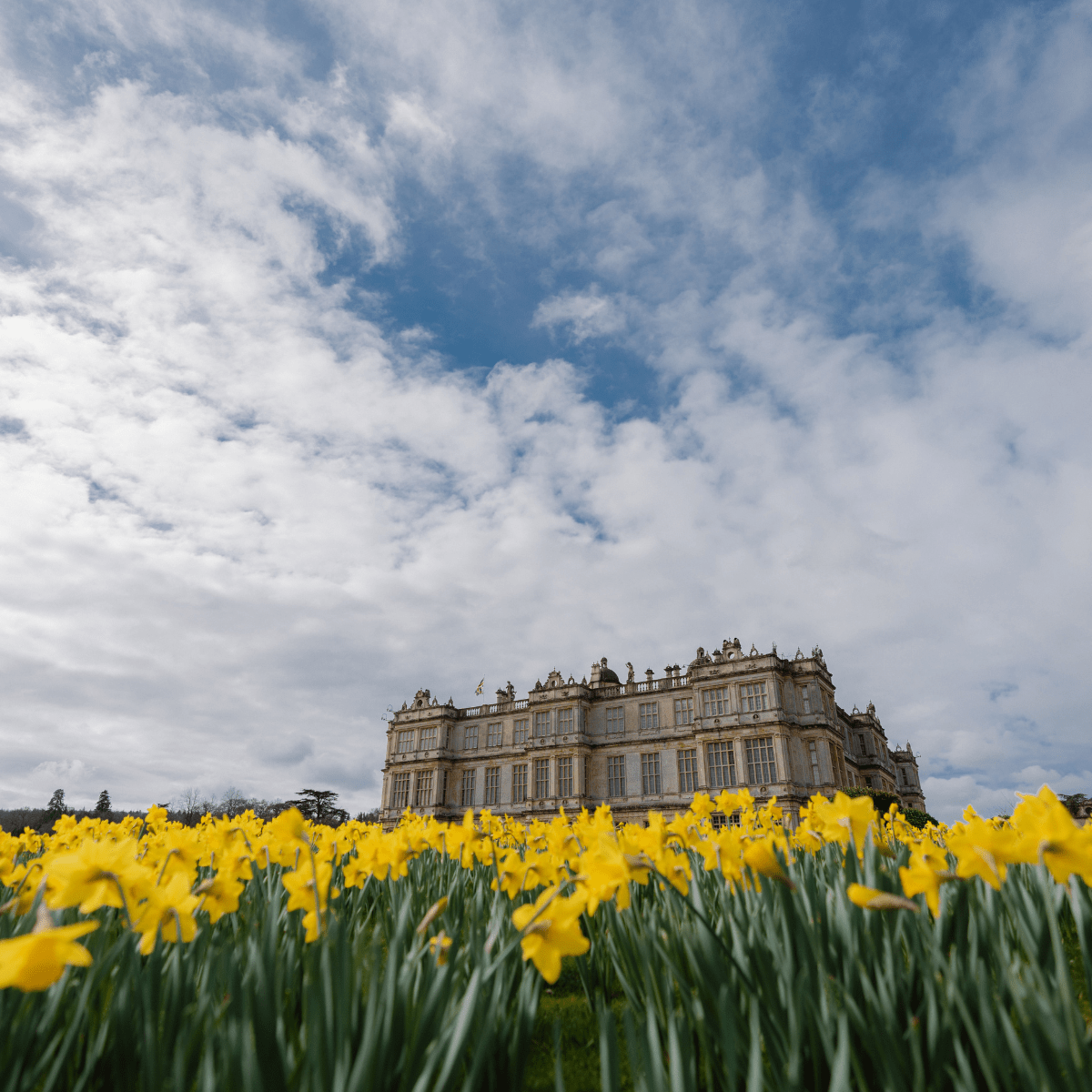 Longleat House in Spring with bursting daffodils filling the gound 