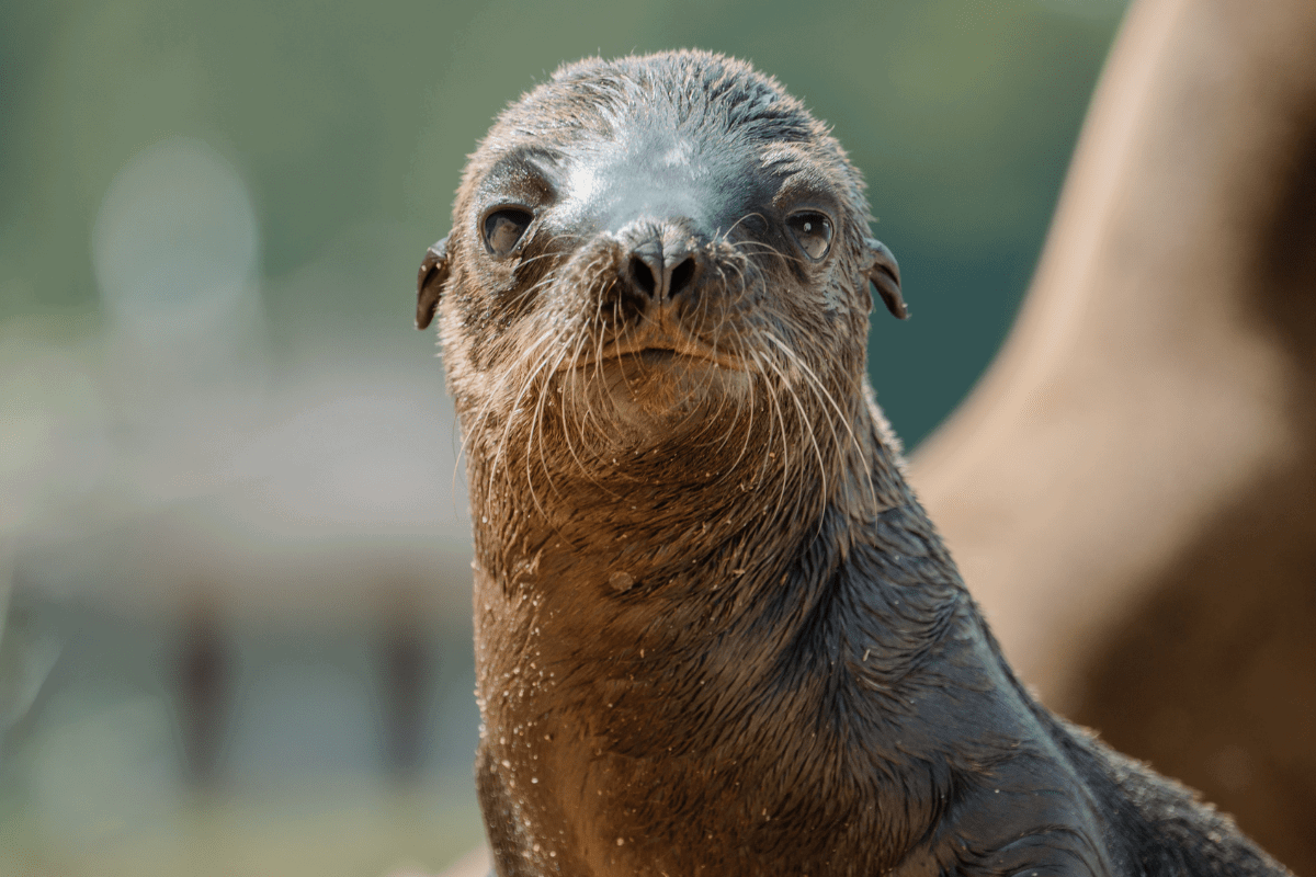 A baby sealion looking directly at the camera