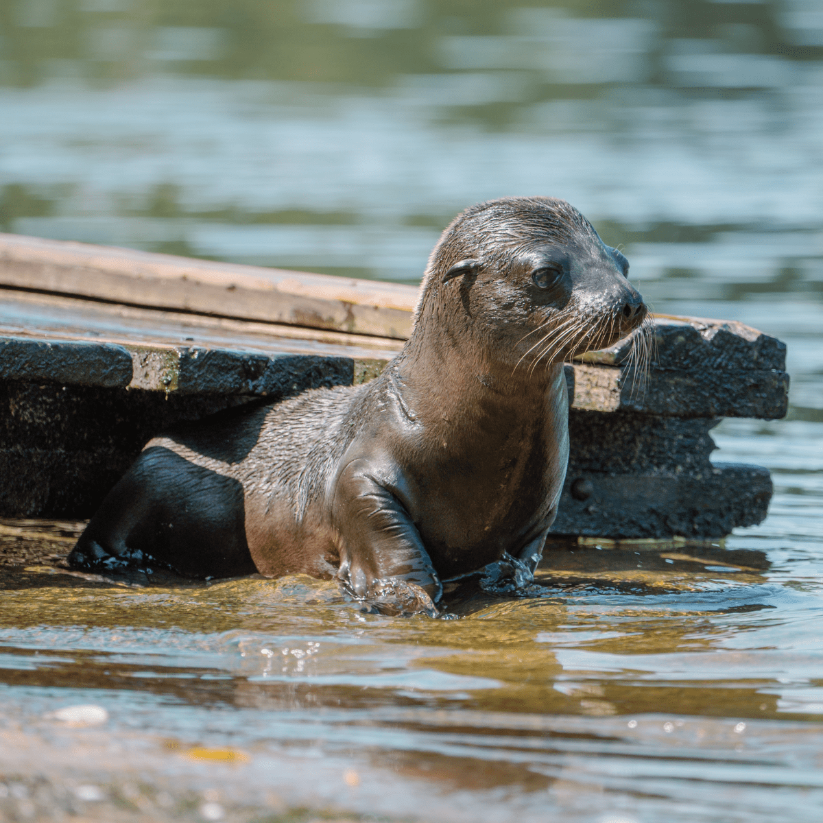 A baby sealion in shallow water