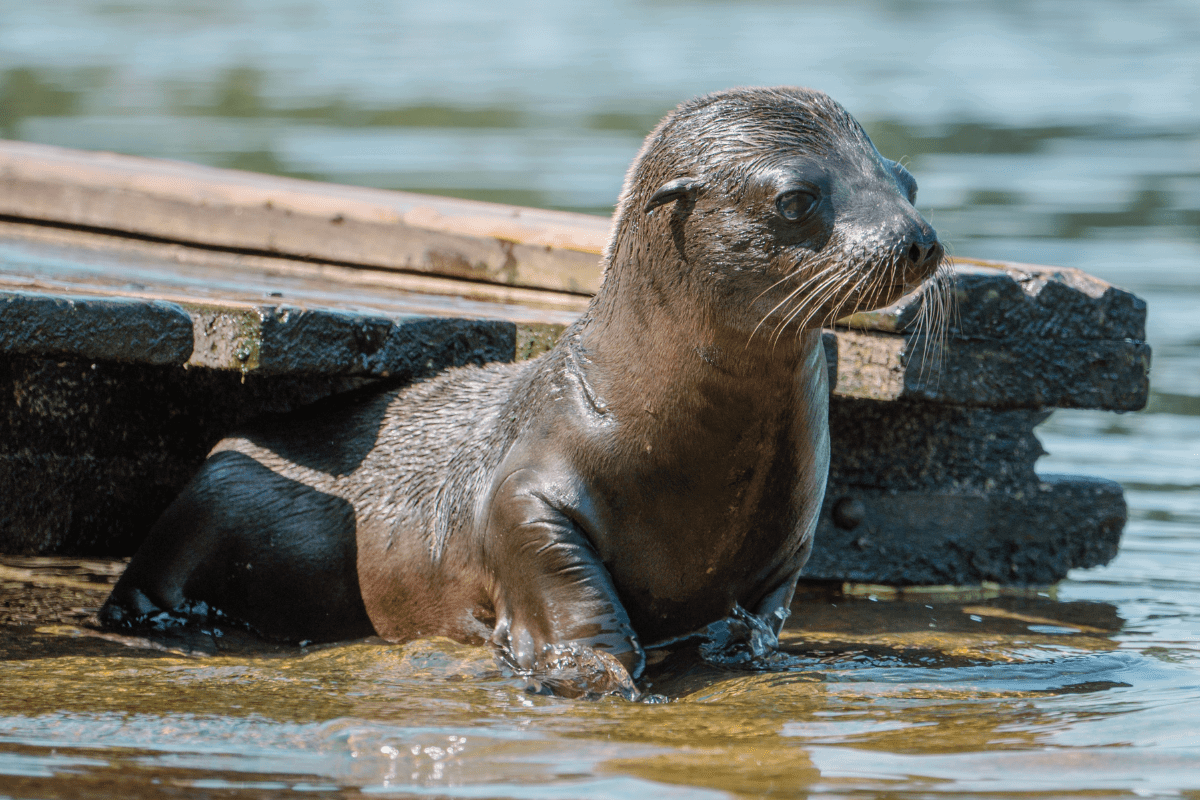 A baby sealion in shallow water