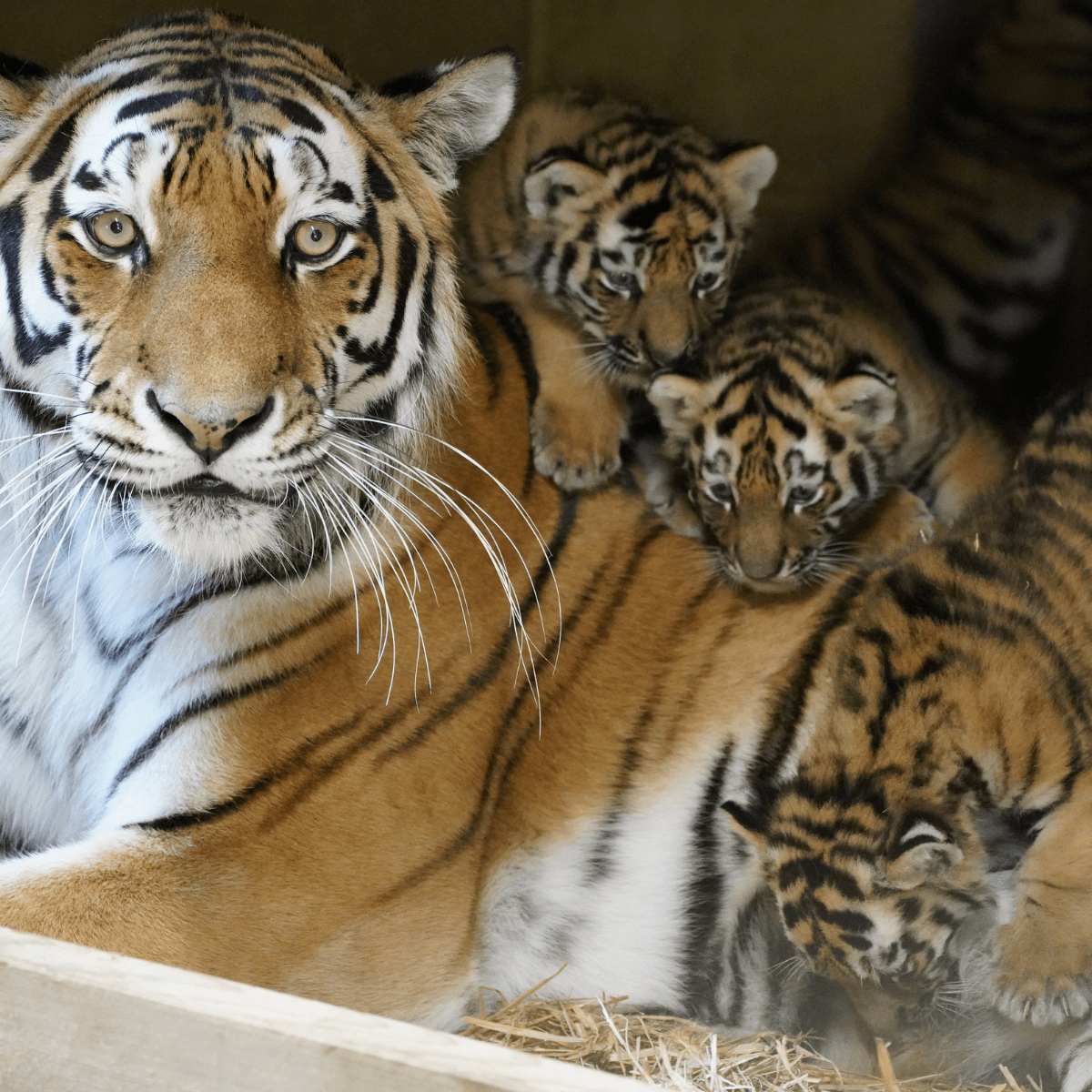 Three small tiger cubs climbing on their mother's back as she lays in straw, looking at the camera