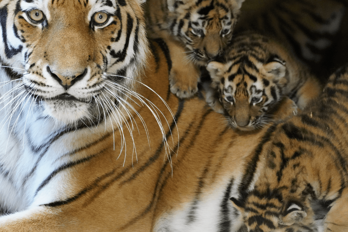 Three small tiger cubs climbing on their mother's back as she lays in straw, looking at the camera