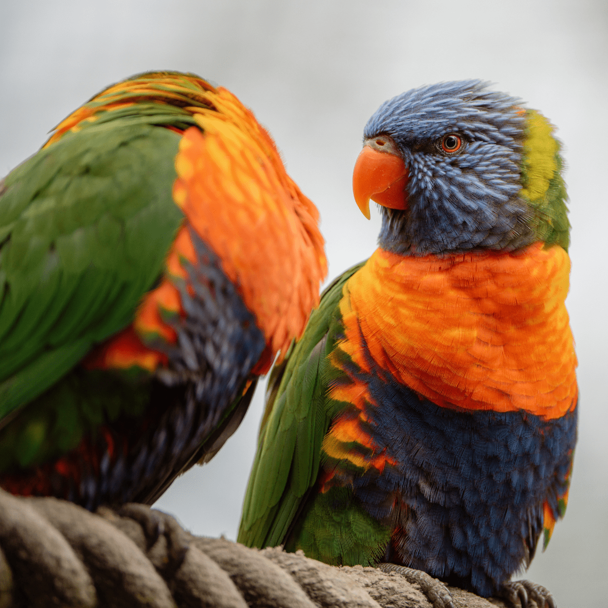 Two rainbow lorikeets sit together on a branch