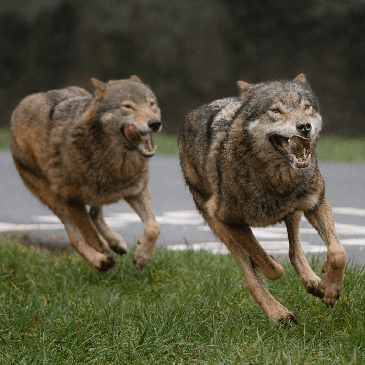 Wolves running