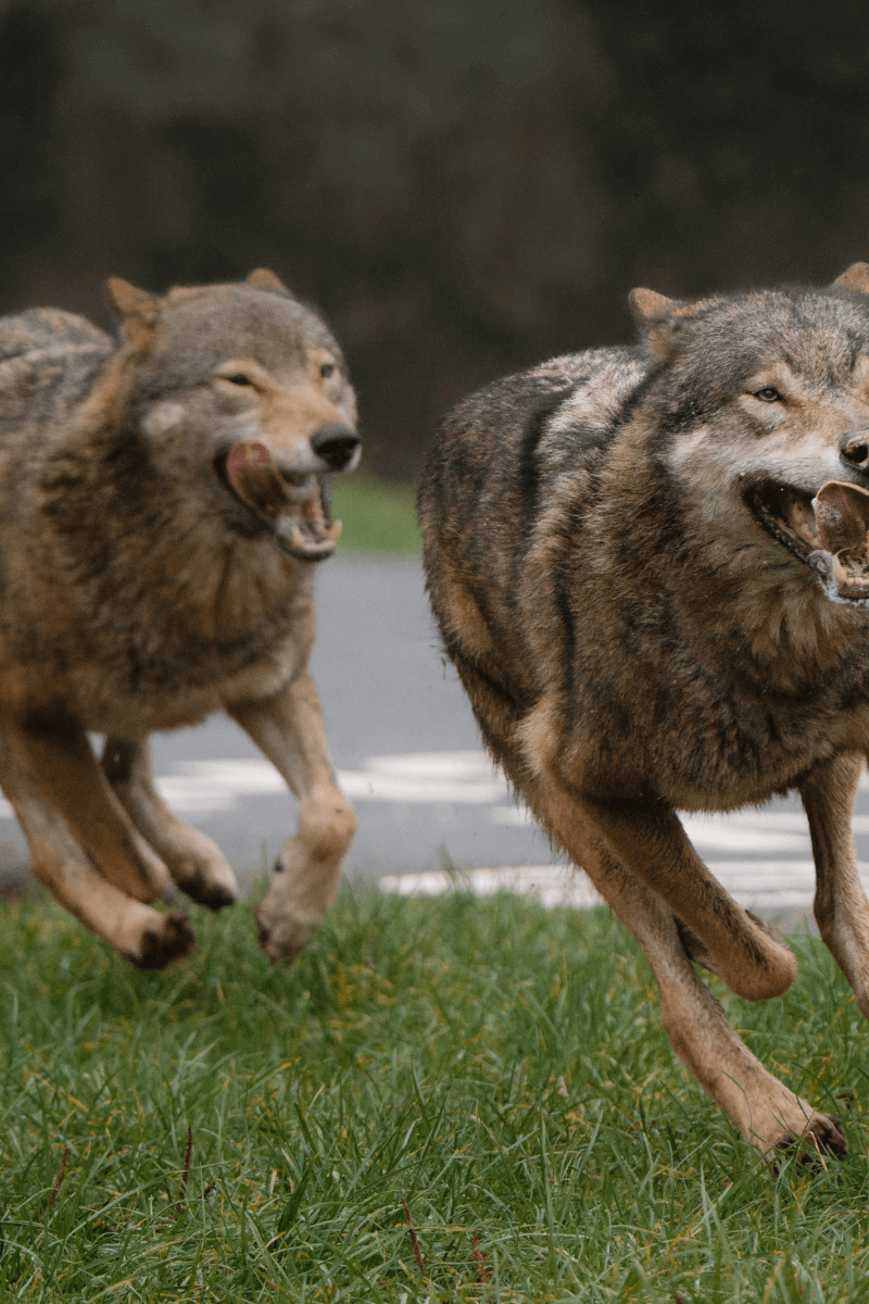 Wolves running