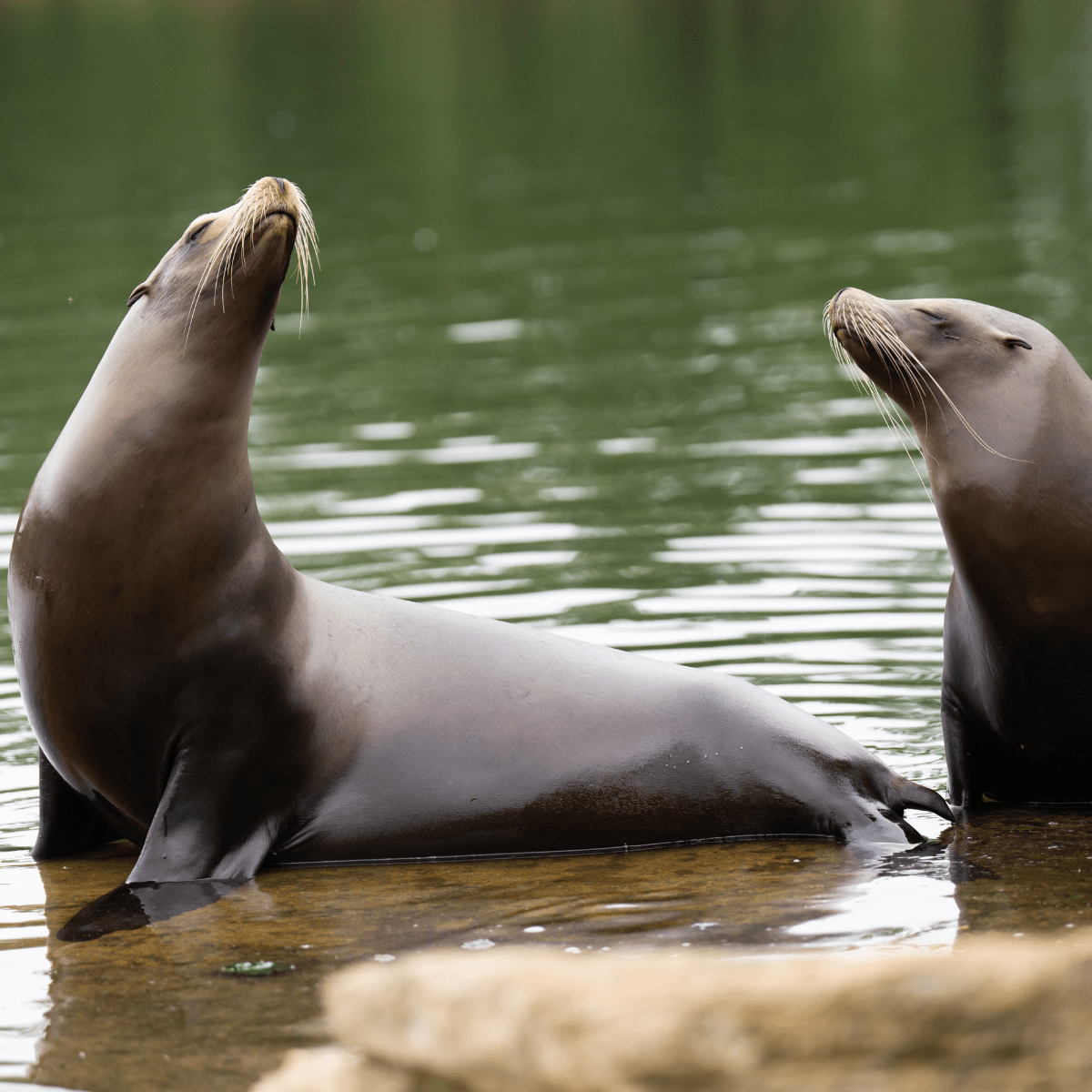 Two Californian sea lions sat together in the shallow water
