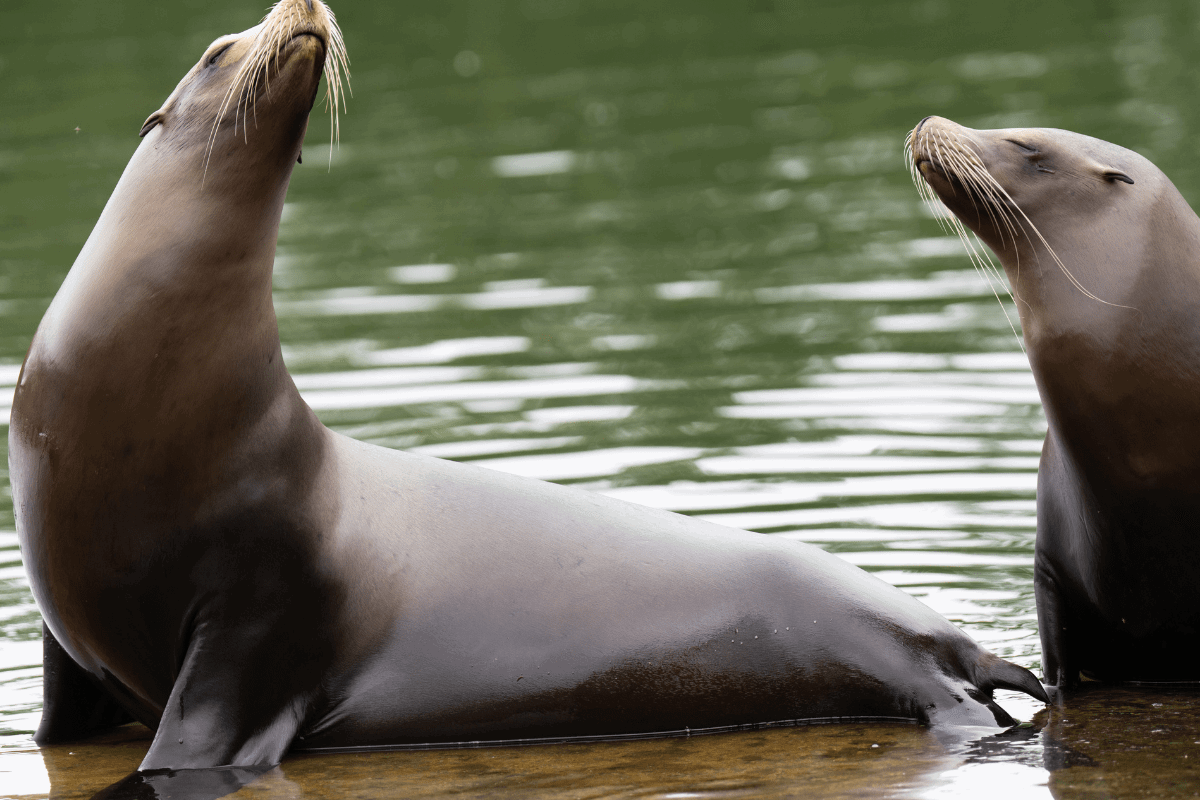 Two Californian sea lions sat together in the shallow water