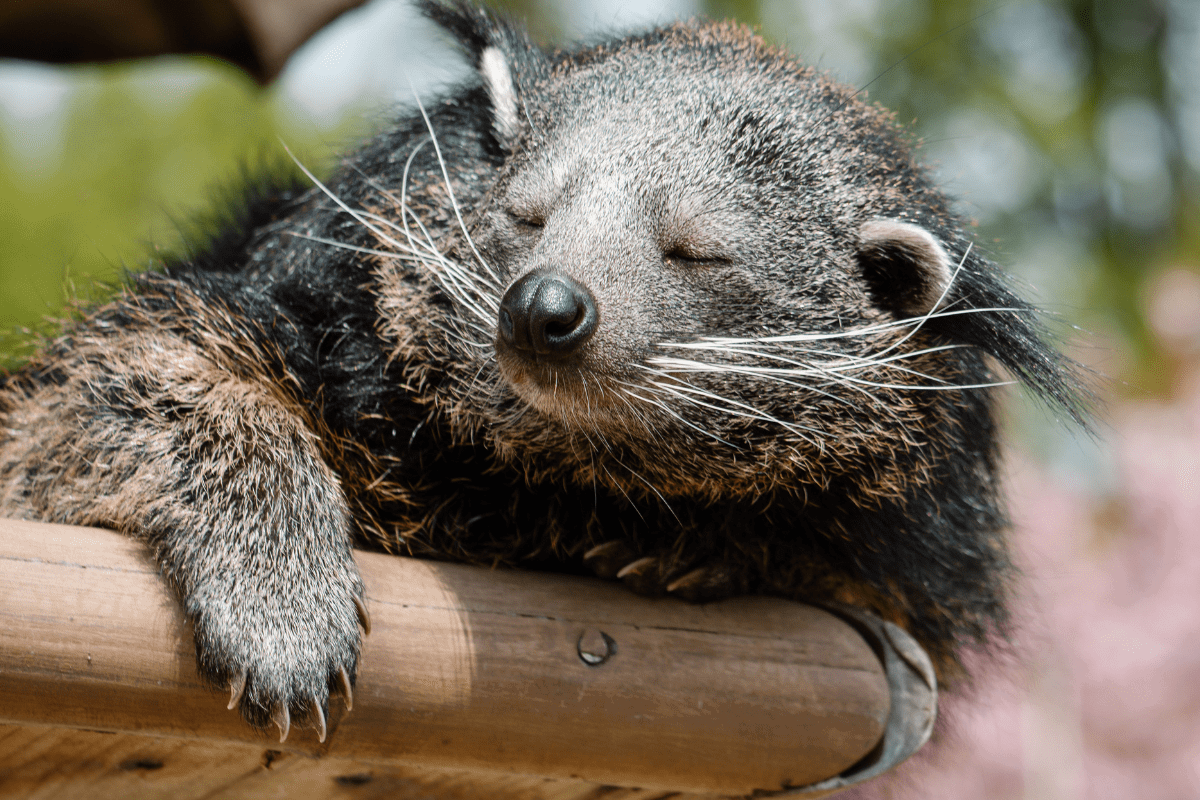 A close up of a binturong enjoying the sunlight on its face as it sleeps on a platform in its enclosure 
