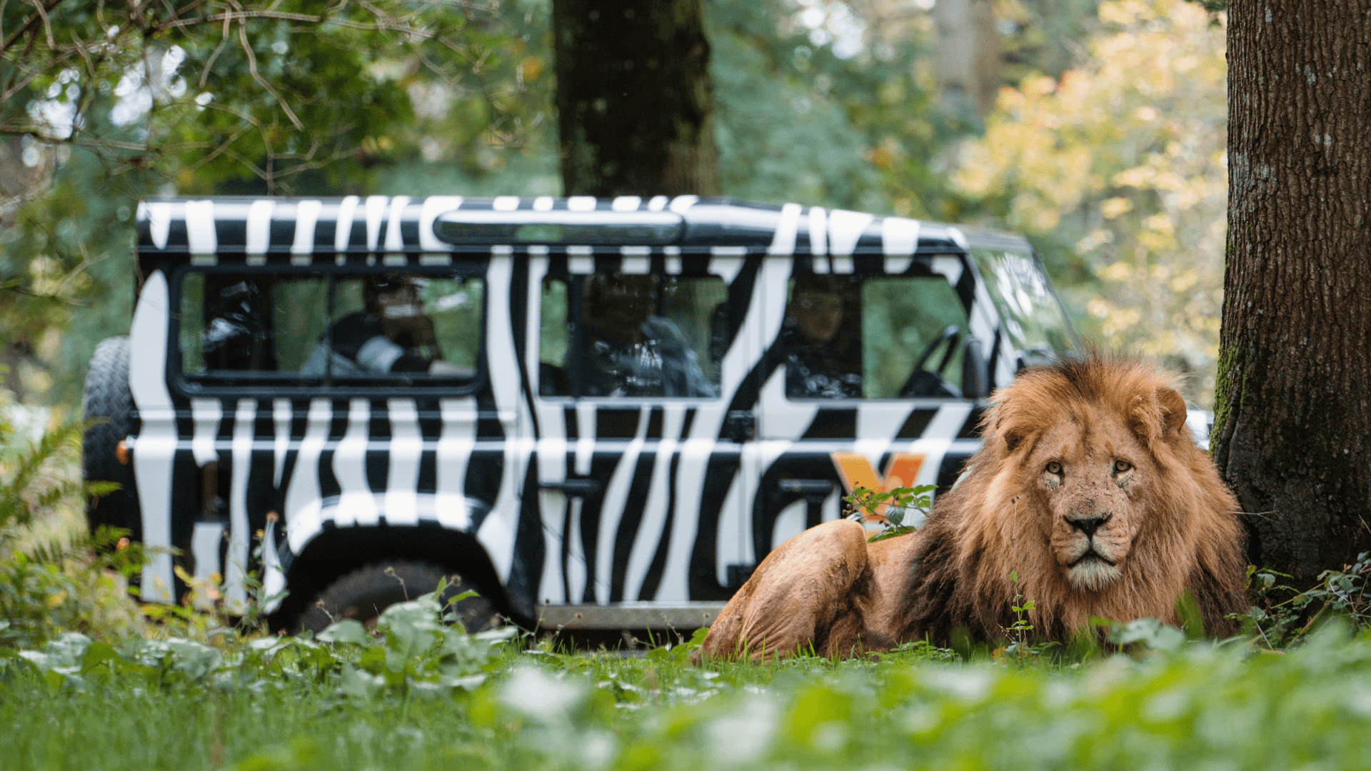 An African lion sits in the forest in front of the iconic Longleat 4x4 truck